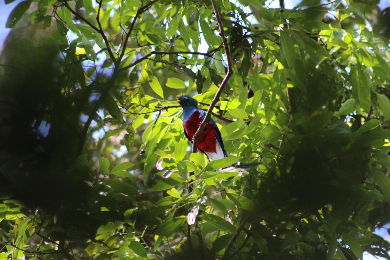Talamanca Nature Reserve Rivas Kültér fotó